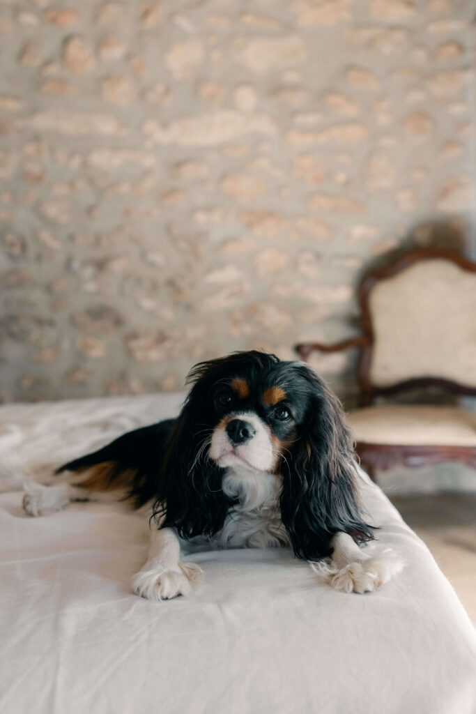 Elegant destination wedding in Mallorca with dogs – captured by a local wedding photographer in Spain